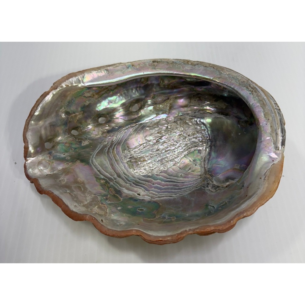 Large Natural Abalone Shell 8.5 Inch Iridescent Mother of Pearl Smudge Bowl Dish